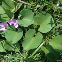 Ipomoea asarifolia (Desr.) Roem. & Schult.